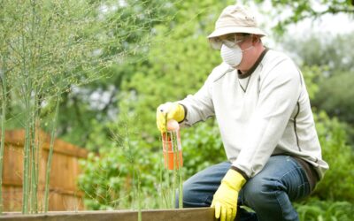 What is the Best Pest Control Method for Spiders in Your Home?